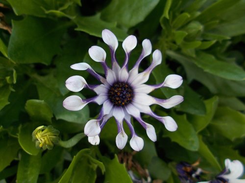 cape basket  nature  flower