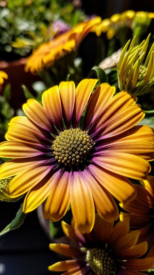 cape basket  osteospermum  flower