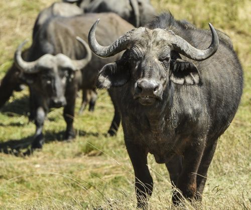 cape buffalo africa wildlife