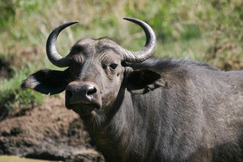 cape buffalo big 5 bovine