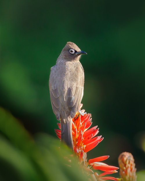 cape bulbul  bird  nature