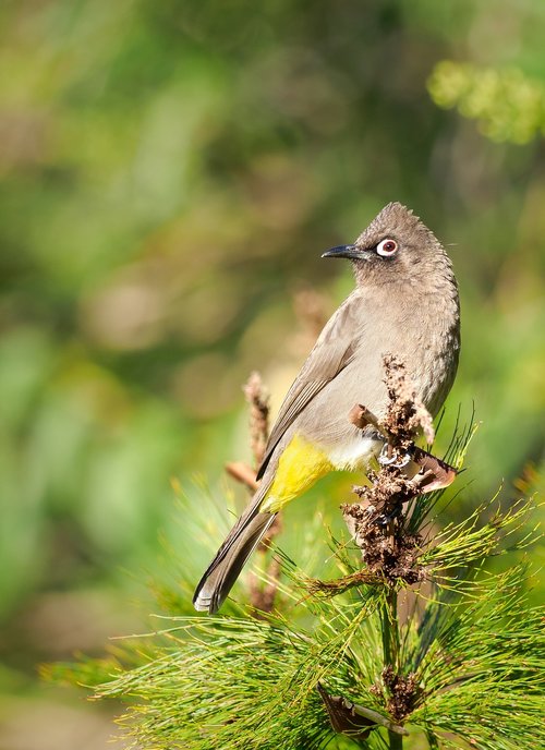 cape bulbul  bird  avian