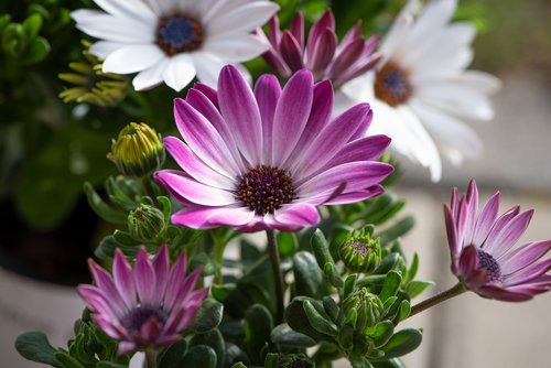 cape daisies  flowers  plant