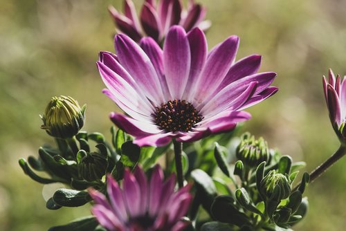 cape daisies  flowers  plant