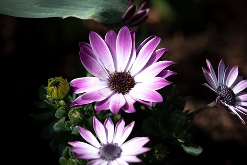 cape daisies  flowers  purple