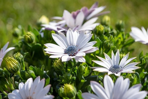 cape daisies  flowers  white