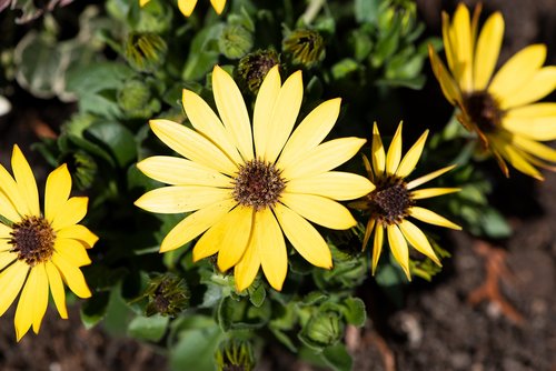 cape daisies  flowers  yellow