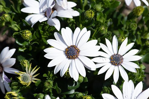 cape daisies  flowers  white