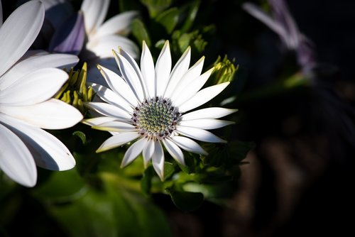 cape daisy  flower  blossom