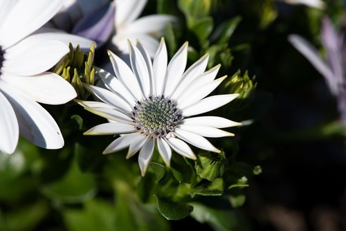 cape daisy  flower  blossom