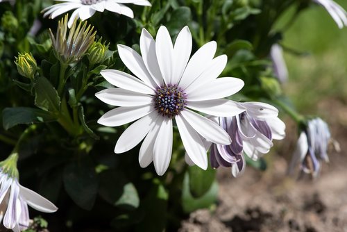 cape daisy  flower  white