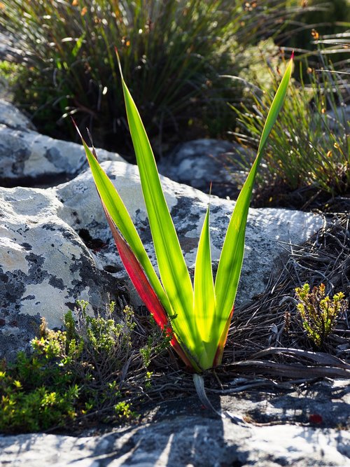 cape fynbos  table mountain  green