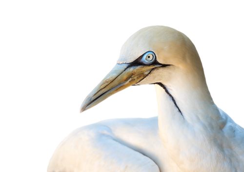 cape gannet  gannet  bird