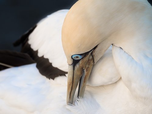 cape gannet preening  bird  avian