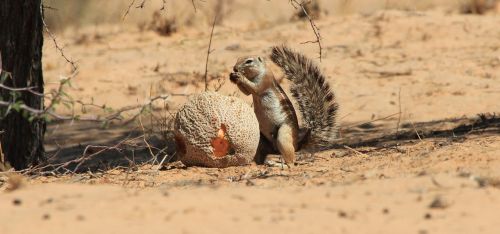 cape ground squirrel eating fruit desert