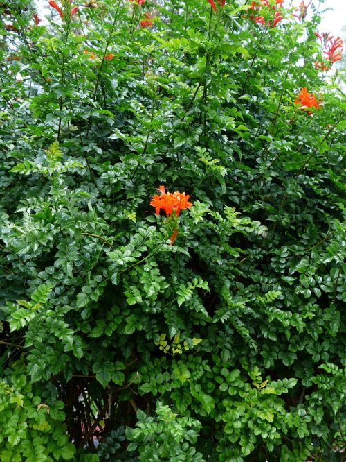 cape honeysuckle bush blossom