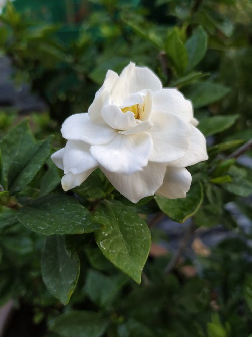 cape jasmine  bloom  flower
