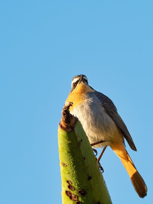 cape robin-chat  bird  nature
