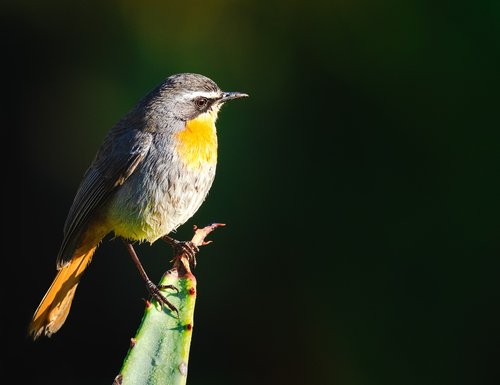 cape robin-chat  bird  avian
