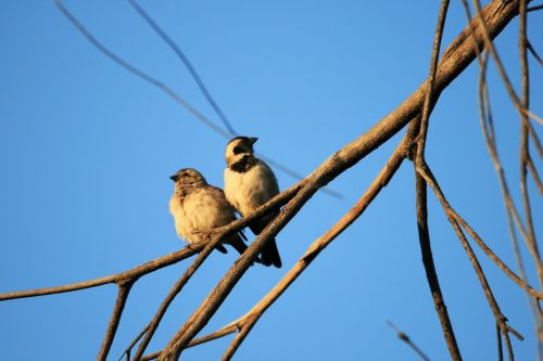 Cape Sparrow Bird Pair