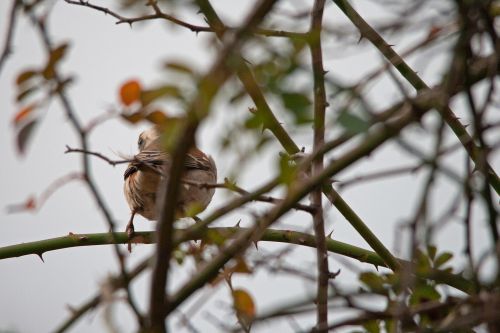 Cape Sparrow On Rose Cane
