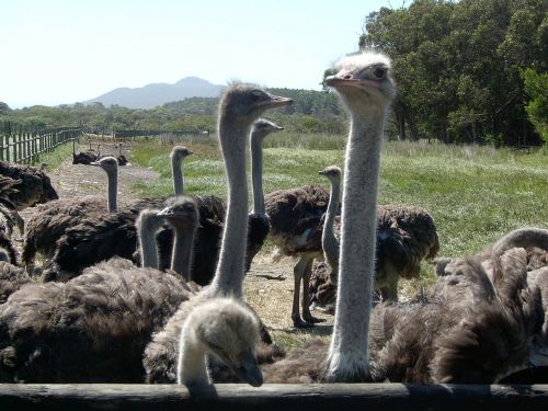 cape town ostrich south africa