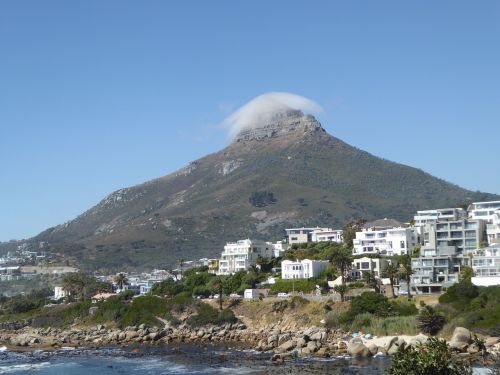 cape town lion head south africa