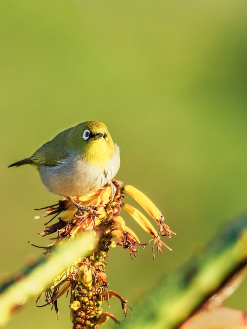 cape white-eye  bird  nature