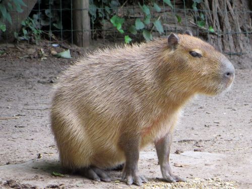 capibara rodent pig water