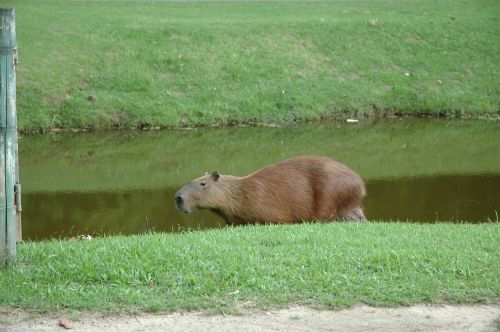 capivara brazil aquatic animal