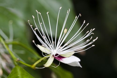 capparis micracantha blossom bloom