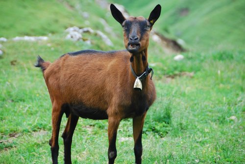 capra  animal  livestock