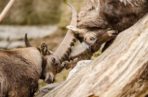 capricorn ibex fight