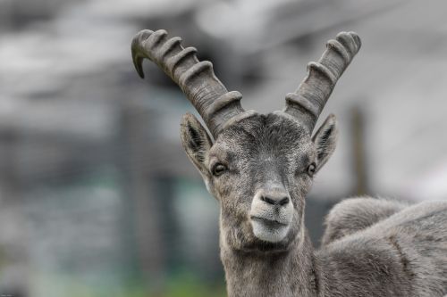 capricorn young animal horns