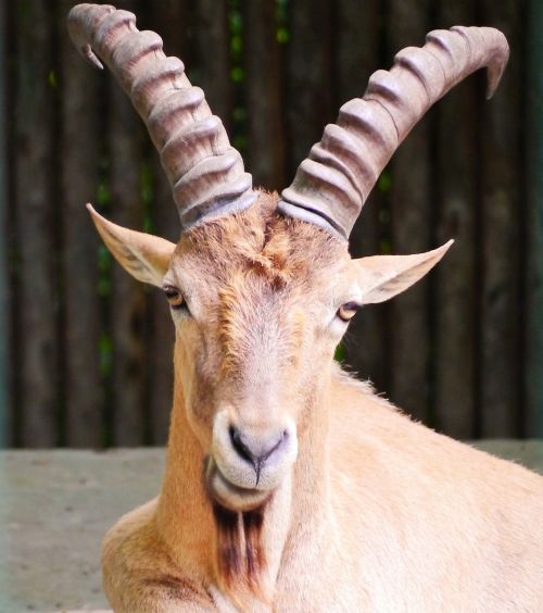 capricorn goat horned