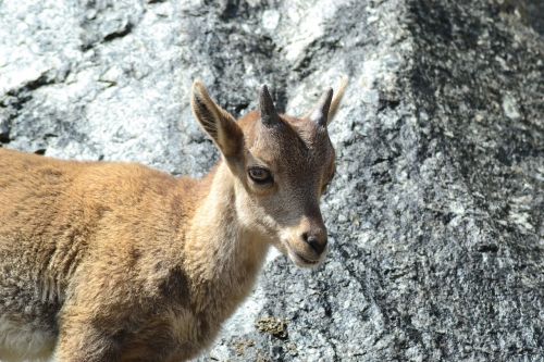 capricorn animal child mountains