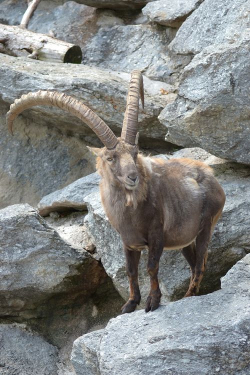 capricorn ibex alpine