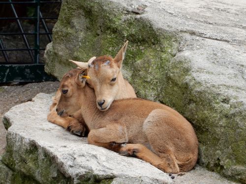 capricorn animal children mountains