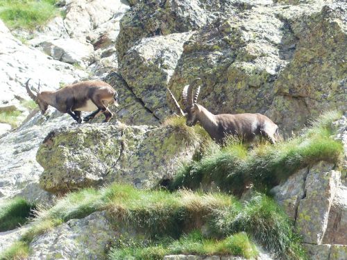 capricorn alpine ibex capra ibex