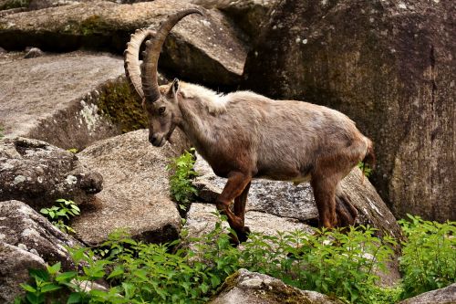 capricorn horns animal