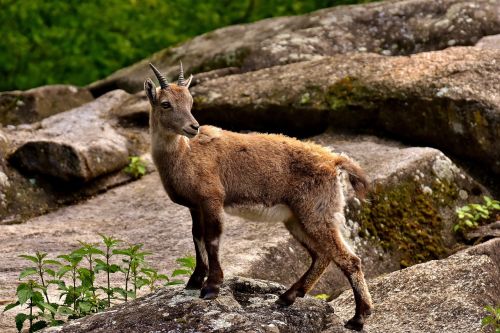 capricorn horns animal