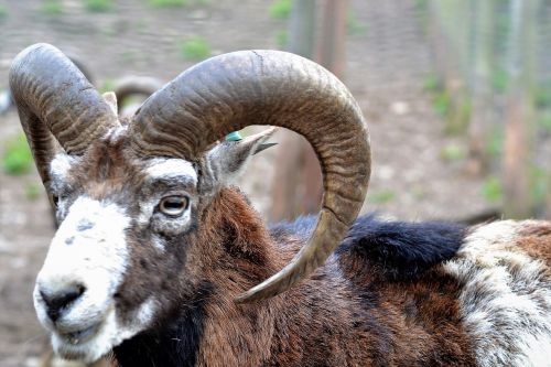 capricorn mountain goat zoo