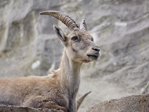 capricorn ungulate horns