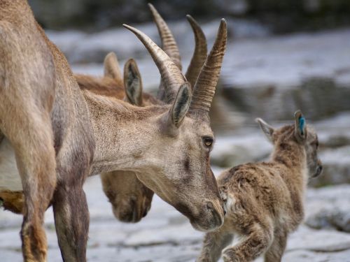 capricorn female wild animal