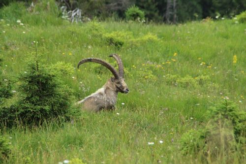 capricorn animal alpine