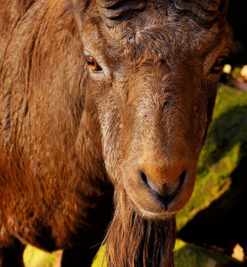 capricorn male imposing