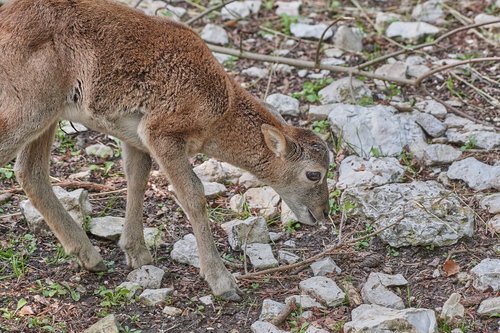 capricorn  young animal  alpine