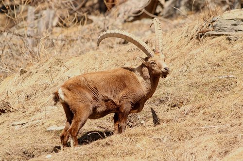 capricorn  animal  horns