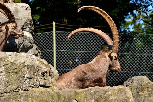 capricorn  enclosure  wild animal