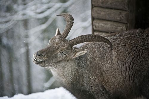 capricorn fur winter time